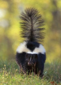 gtotem_skunk