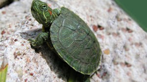 turtle-636-640x360
