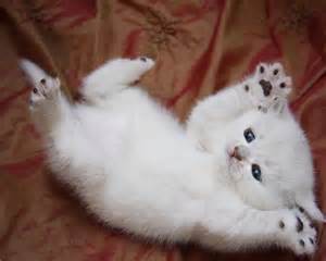 white kitten