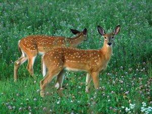 older-fawns