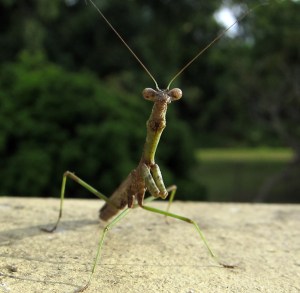 mantis2