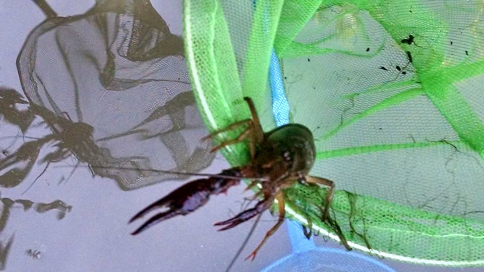 crawdad