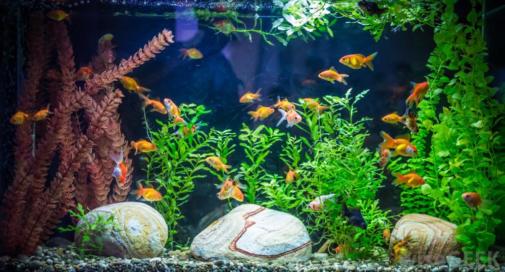 fish-in-aquarium-with-rocks
