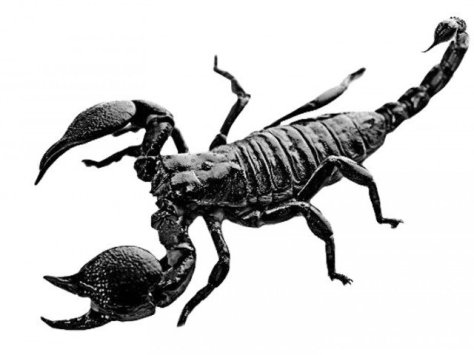 scorpion