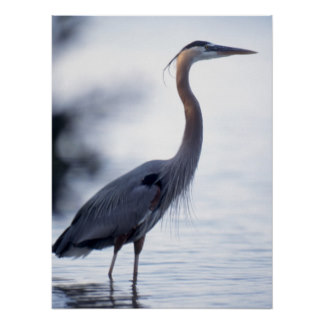 great_blue_heron
