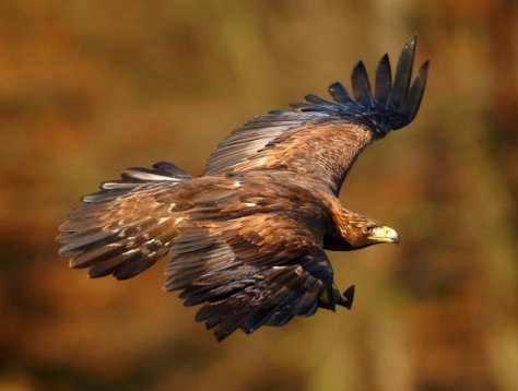 goldeneagle