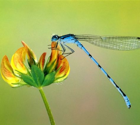 dragonfly