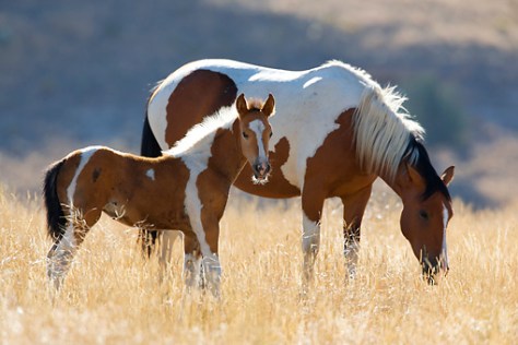 foal