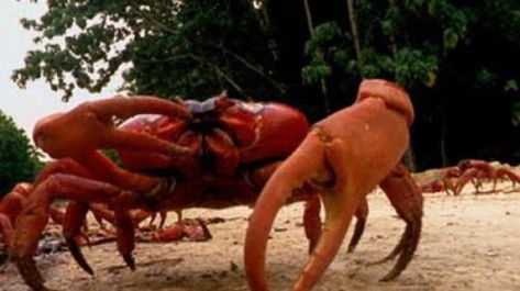 giant_red_crab_640_19