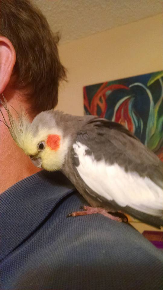cockatiel