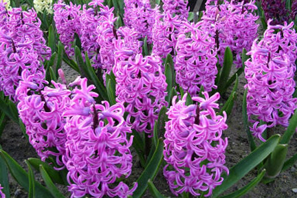 hyacinth