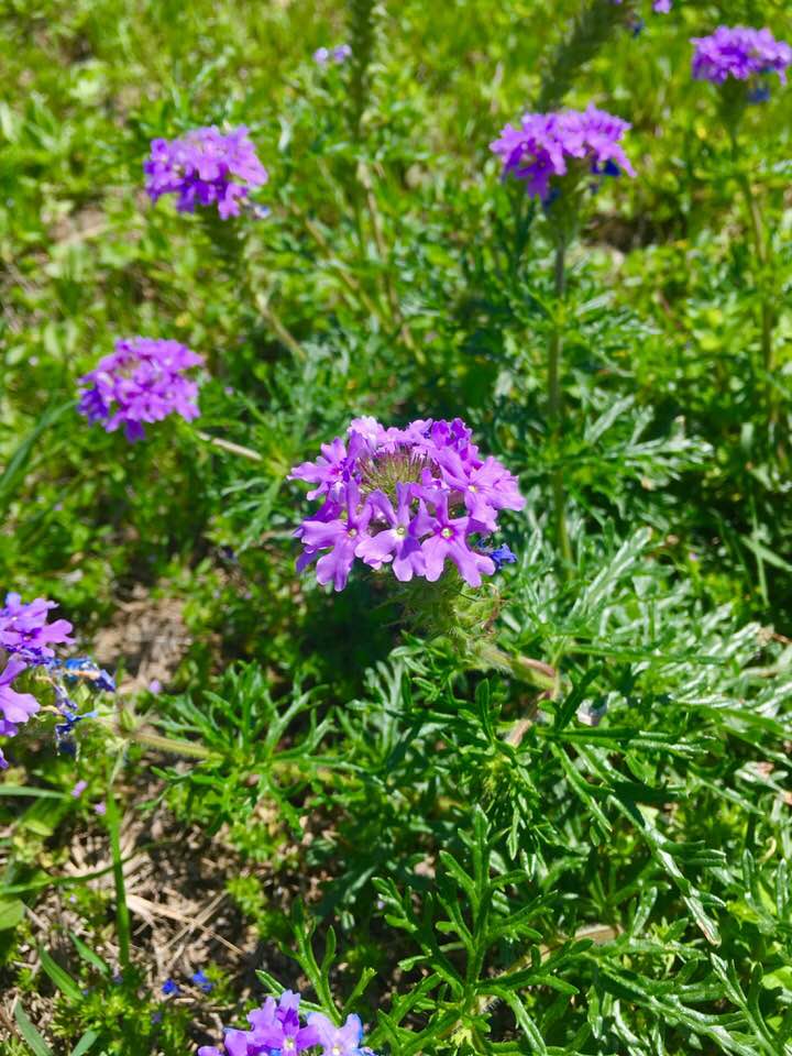 prairie verbena