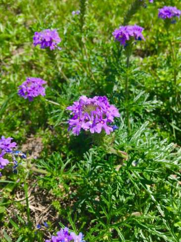 prairie verbena