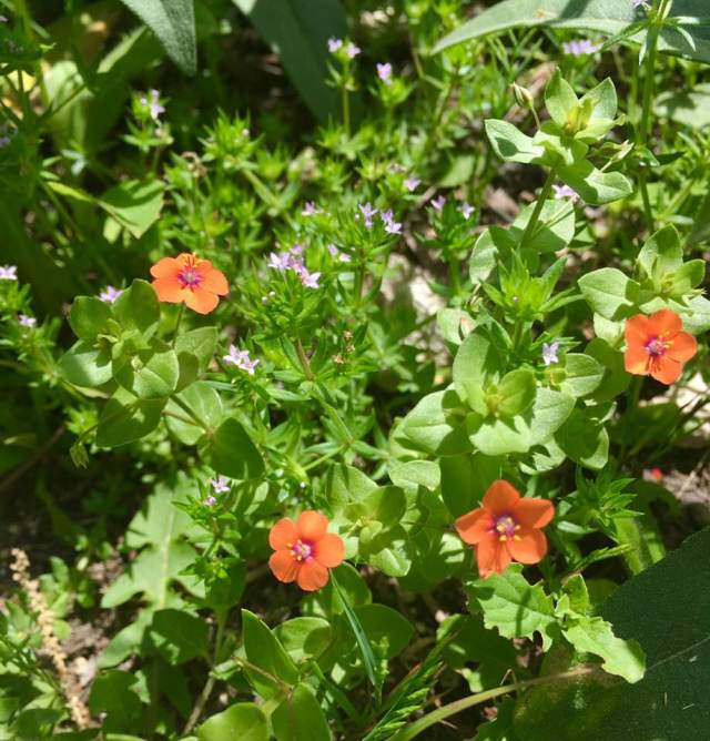 scarlet pimpernel