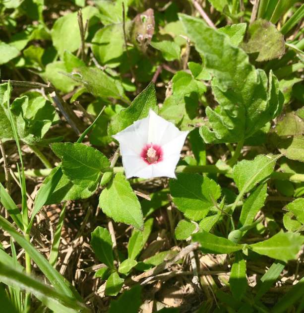 white bindweed