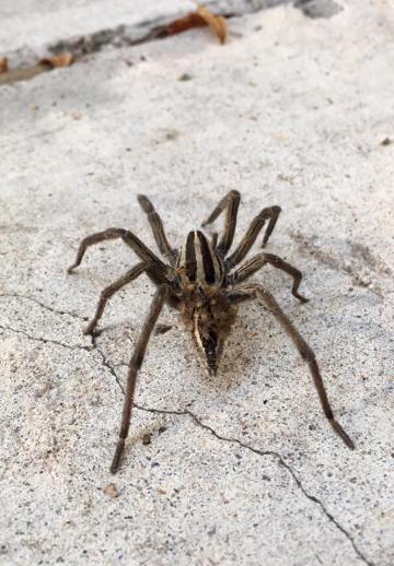 wolf spider